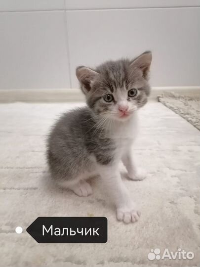 Котята бесплатно