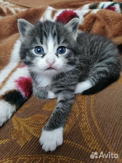 Котята в добрые руки. Девочек и мальчика