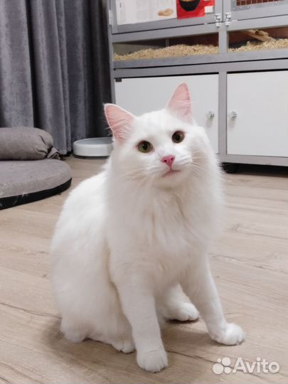 Отдам кота в добрые руки