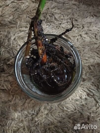 Сингониумавстралия