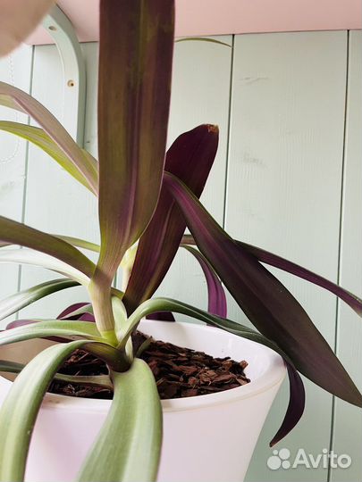 Традесканция рео разноцветная с горшком