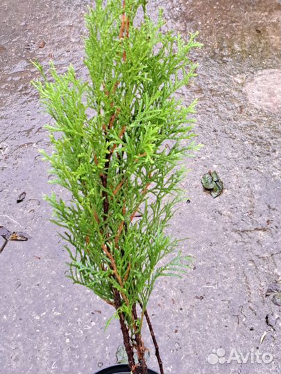 Туя западная 