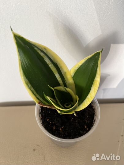 Суккуленты