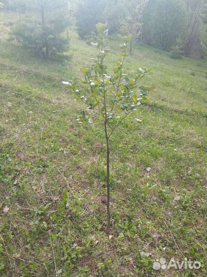 Арония на штамбе 4 лет., черноплодная рябина штамб