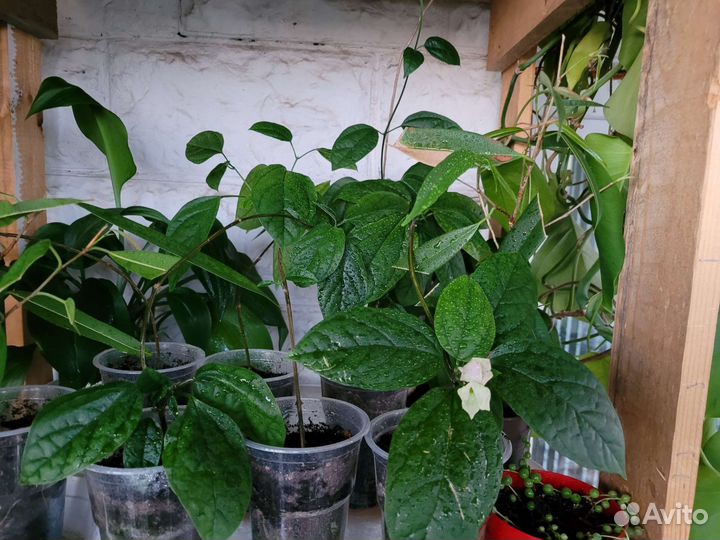 Клеродендрон