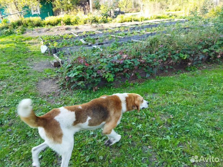 Отдам в хорошие руки гончего охотничьего пса