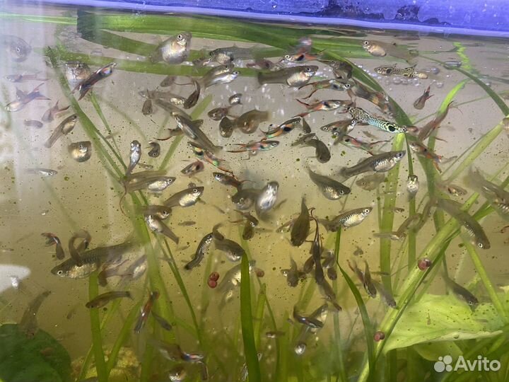 Рыбки гуппи