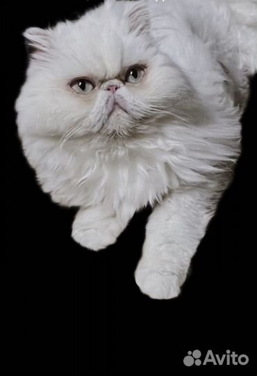 Персидская