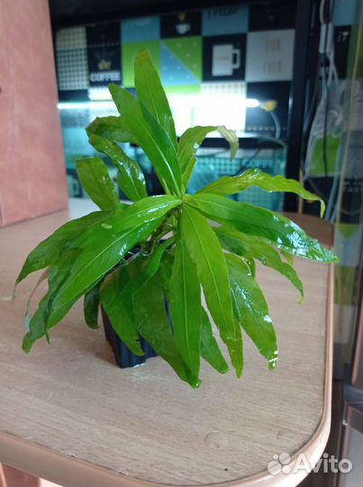 Улитки ампулярии, сомы, пецилии, растения