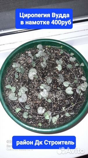 Комнатные растения