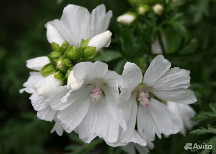 Анемоны, флоксы и другие цветы