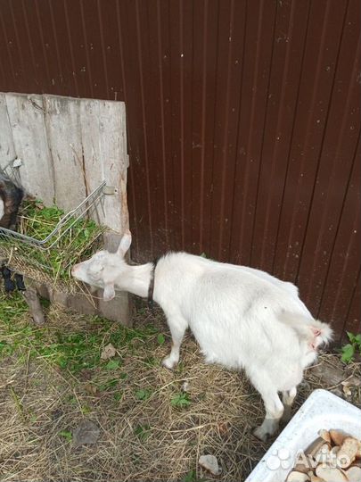 Продаётся коза с козлятами