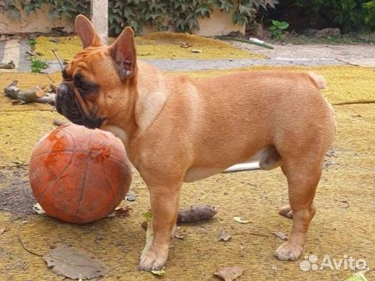 Вязка французский бульдог