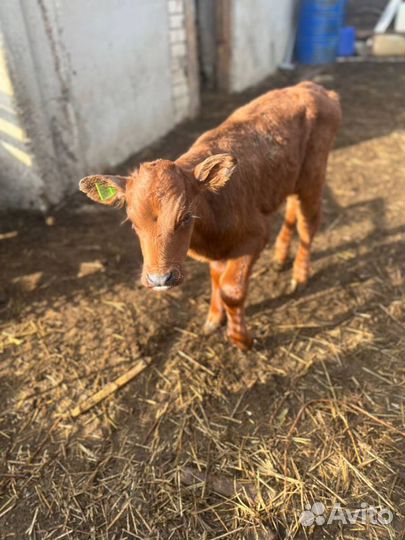 Телята бычки племенные с доставкой