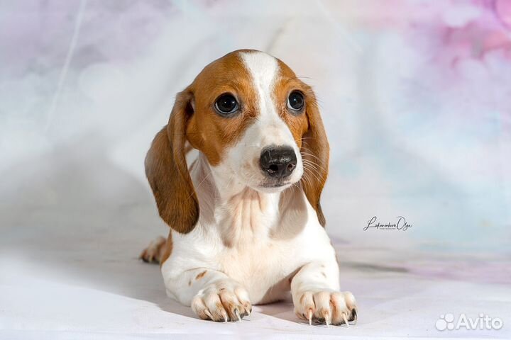 Миниатюрная такса окрас пайболд