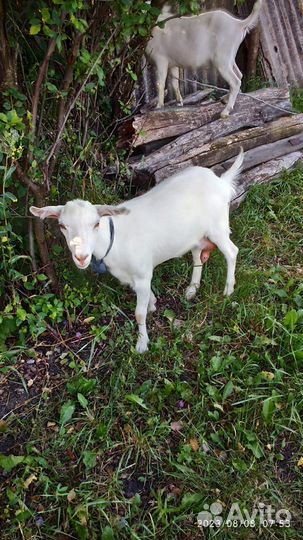 Зааненская коза