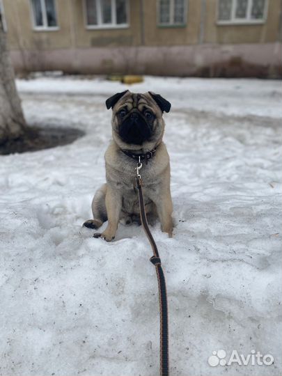 Продам мопса