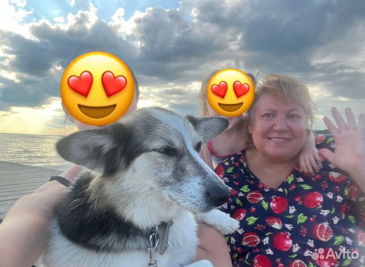 Передержка кошек и собак зоогостиница зооняня