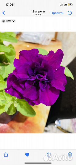 Вегетативные калибрахоа и петунии