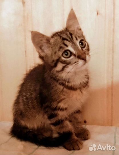 Котенок-девочка в дар