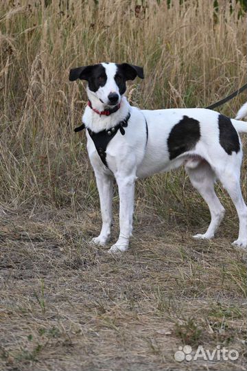 Бим грустит в приюте