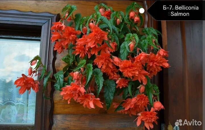 Бегония Belliconii (ампельная)