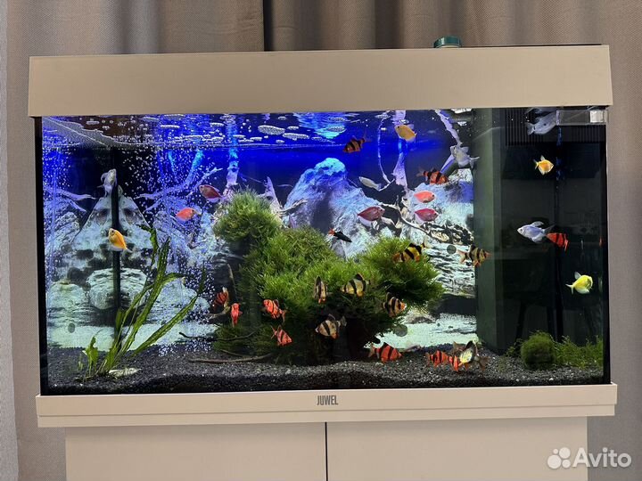 Аквариум juwel rio 150