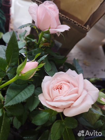 Бордюрные розы зкс