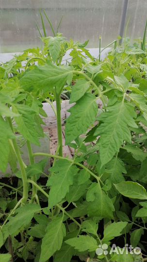 Рассада капусты белокачанной, цветная, физалис