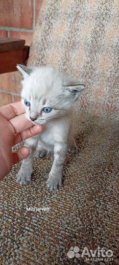 Котята 10р