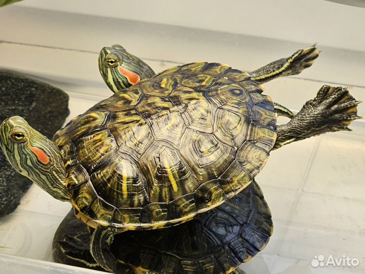 Красноухая черепаха бесплатно