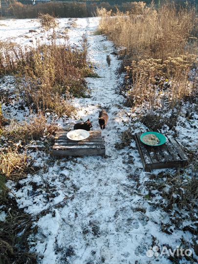 Котята в добрые руки бесплатно