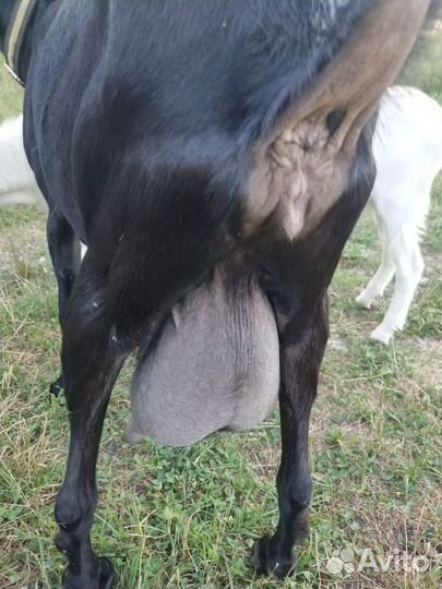 Козы дойные молочные