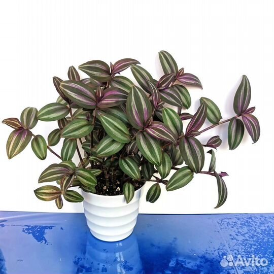 Tradescantia Zebrina Evanesce