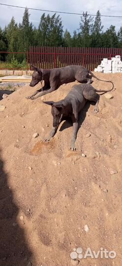 Щенки Ксолоитцкуинтли