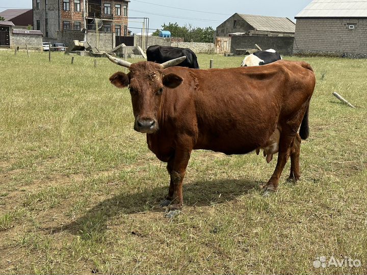 Коровы дойные телята