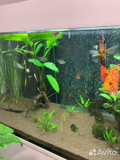 Аквариумные рыбки и растения