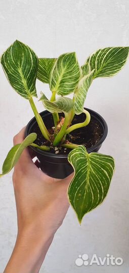 Филодендрон биркин
