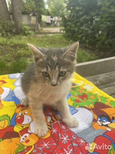 Ручная котодевочка 1,5 месяца