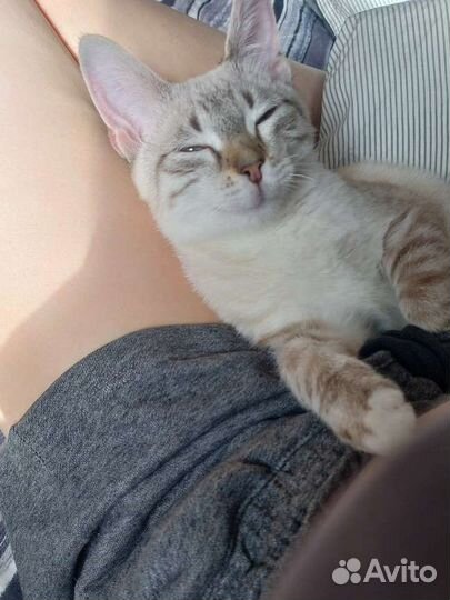 Зооняня, передержка, выгул собак