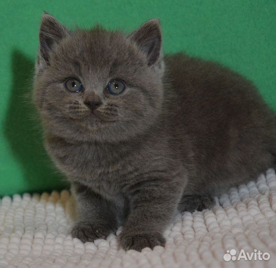 Голубая британочка