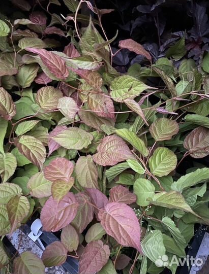 Актинидия зимующая 6 сортов-киви в горшках