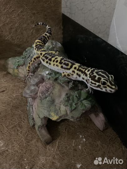 Геккон эублефар