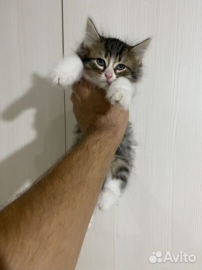 Котёнок девочка