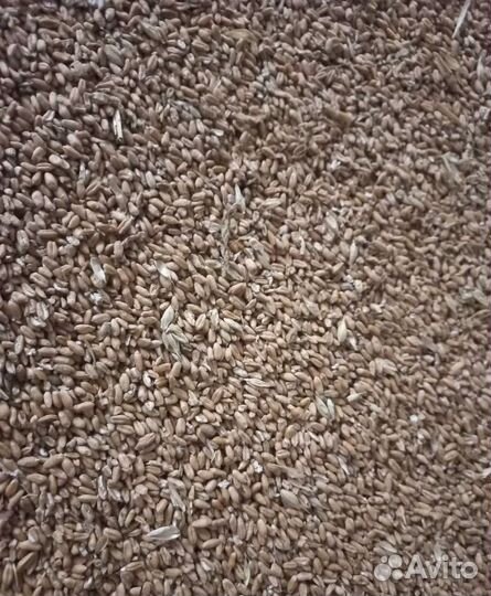 Сахарная свёкла, Пшеница яровая на корм