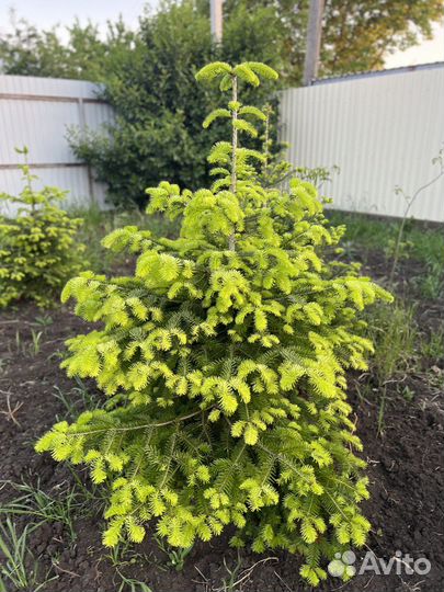 Пихта кавказкая Нордмана