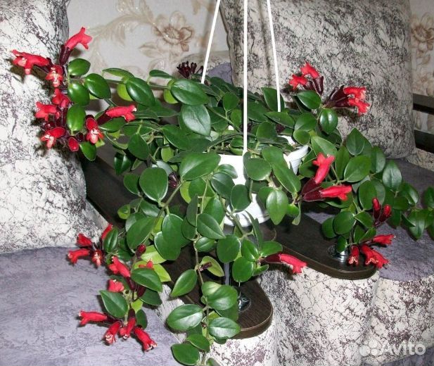 Эсхинантус мона лиза