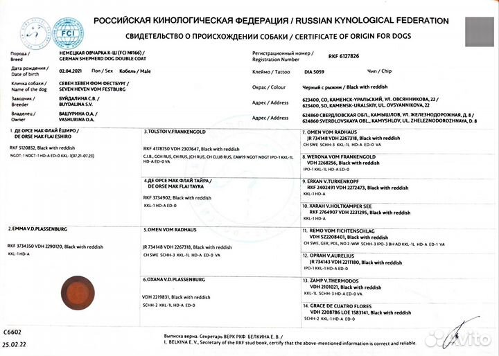 Немецкая овчарка вязка кобель