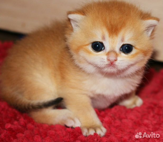 Котята золотые и серебристые шиншиллы
