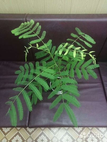 Альбиция ленкоранская